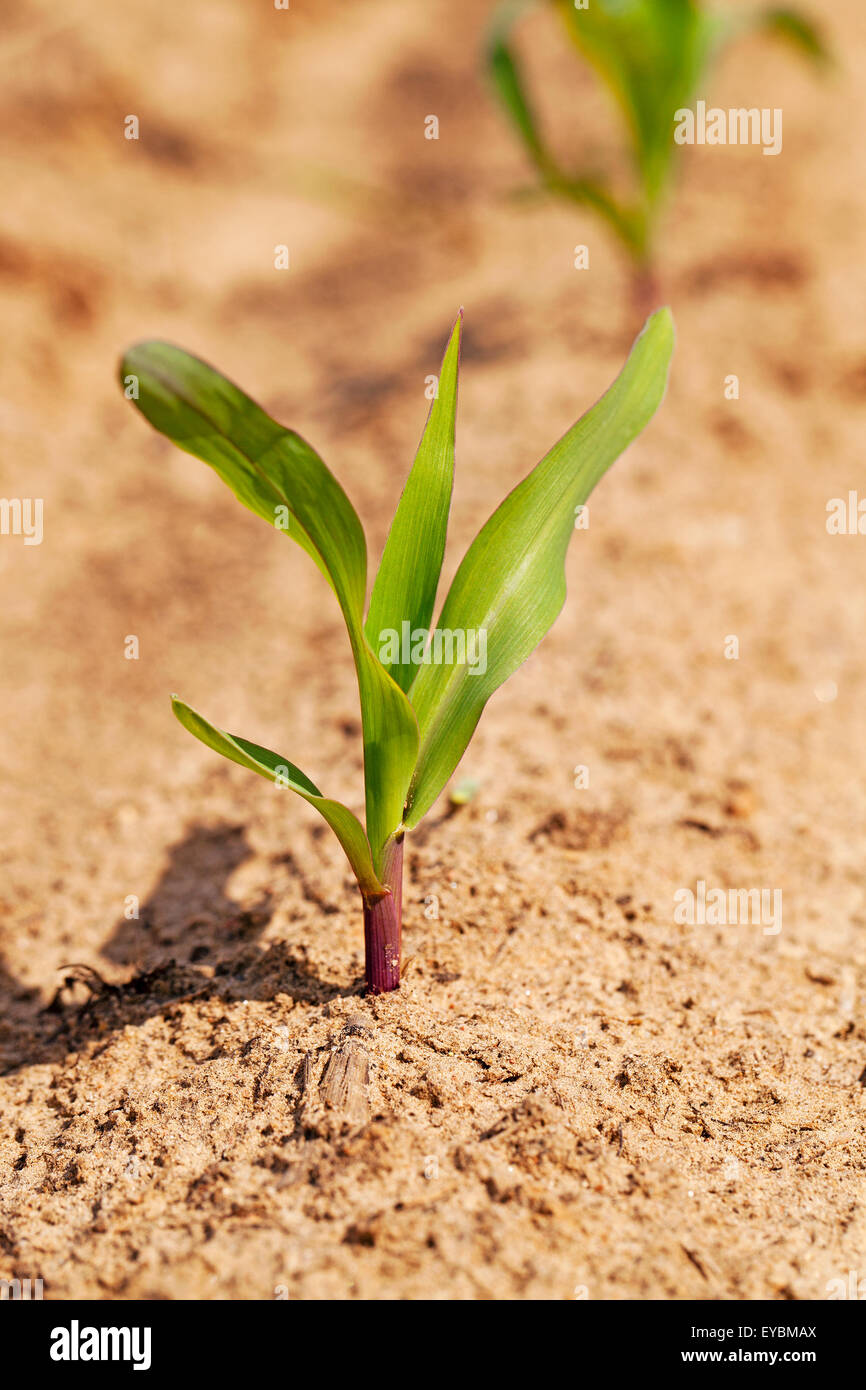 germe de maïs Banque D'Images