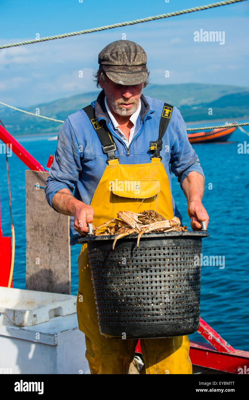 La pêche côtière sur la baie de Cardigan à Aberdovey / Aberdyfi : un pêcheur landing ses prises de crabes araignées , Pays de Galles UK Banque D'Images