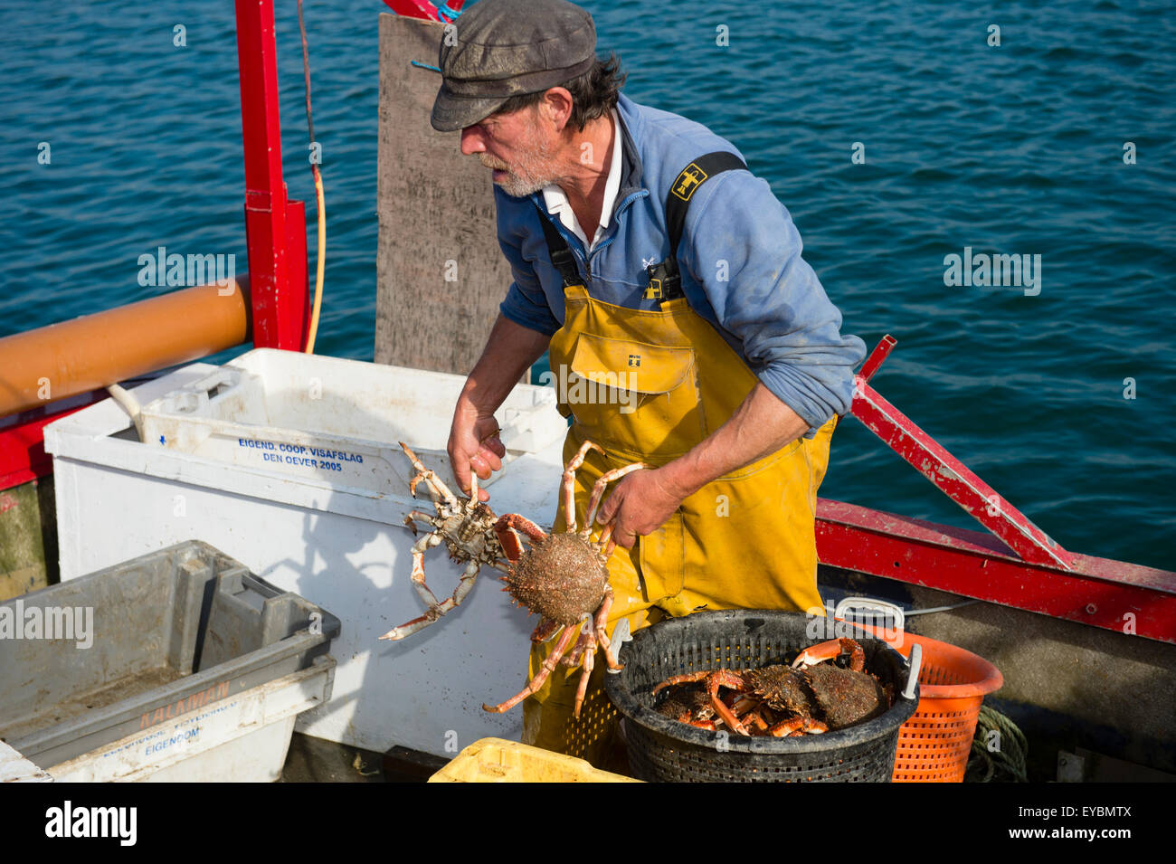 La pêche côtière sur la baie de Cardigan à Aberdovey / Aberdyfi : un pêcheur landing ses prises de crabes araignées , Pays de Galles UK Banque D'Images
