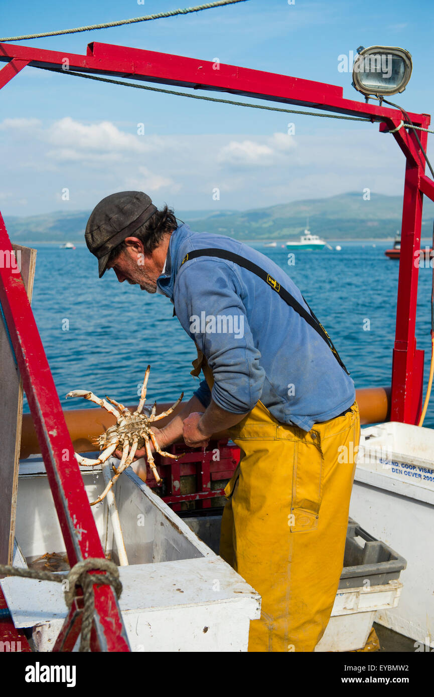 La pêche côtière sur la baie de Cardigan à Aberdovey / Aberdyfi : un pêcheur landing ses prises de crabes araignées , Pays de Galles UK Banque D'Images