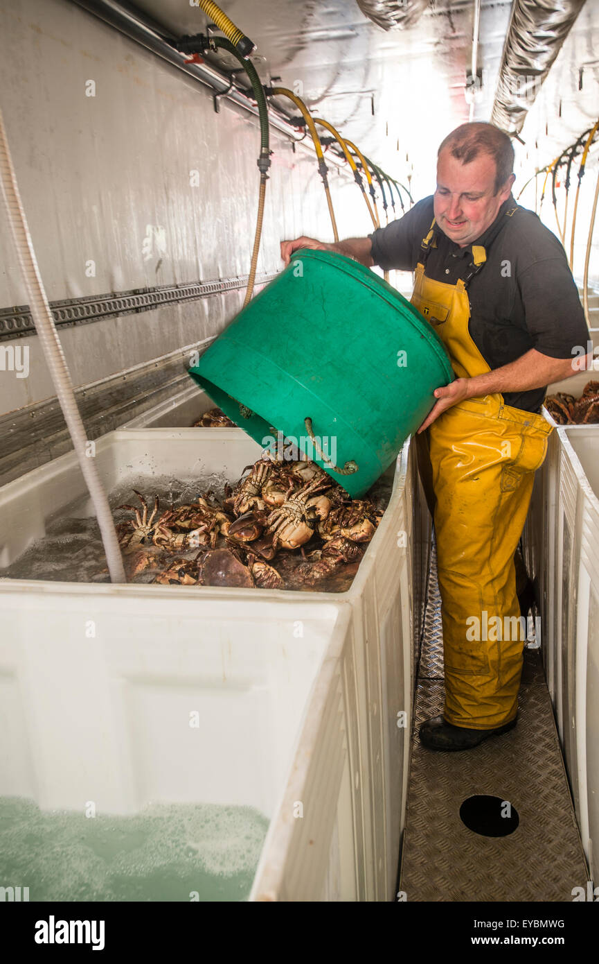 La pêche côtière à Aberystwyth : un homme loading paniers de homard frais et de crabe dans l'eau réservoirs remplis sur un camion pour les maintenir en vie et fraîche sur le voyage du Pays de Galles pour les acheteurs en Espagne et au Portugal Banque D'Images