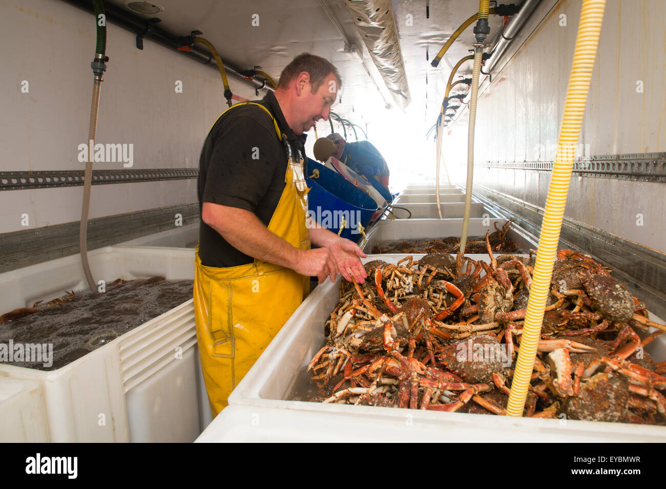 La pêche côtière à Aberystwyth : un homme loading paniers de homard frais et de crabe dans l'eau réservoirs remplis sur un camion pour les maintenir en vie et fraîche sur le voyage du Pays de Galles pour les acheteurs en Espagne et au Portugal Banque D'Images