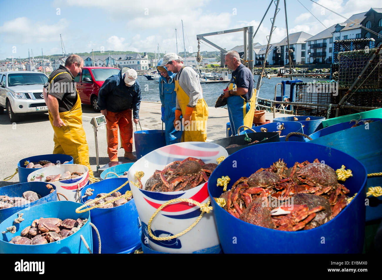 La pêche côtière à Aberystwyth : pêcheurs ayant leurs captures hebdomadaires de la Baie de Cardigan et le homard crabe pesés par un concessionnaire avant d'être chargées sur un camion, à l'exportation vers l'Espagne et le Portugal. Banque D'Images