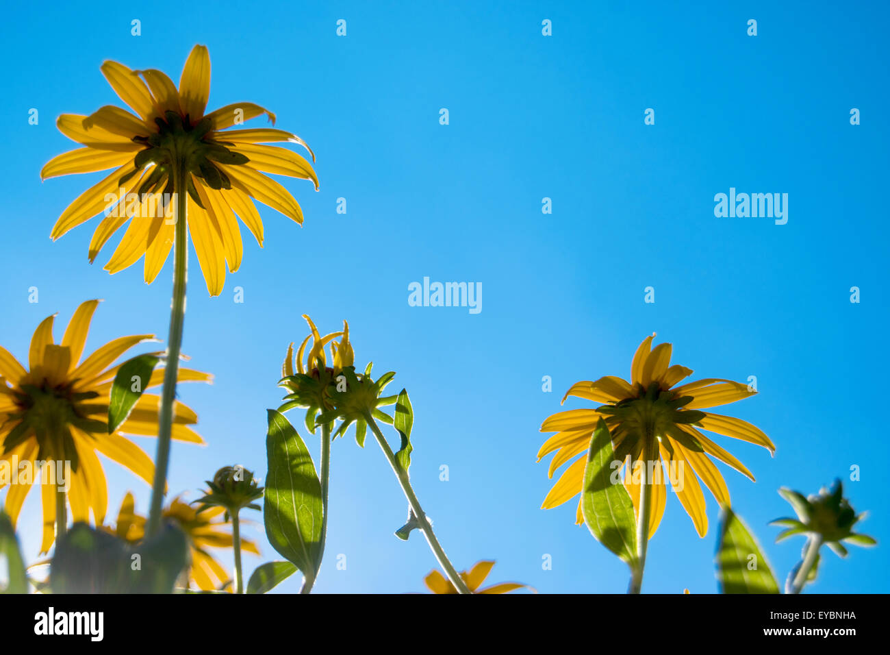À œil noir, Susan fleurs jaunes dans jardin avec ciel bleu et soleil Banque D'Images