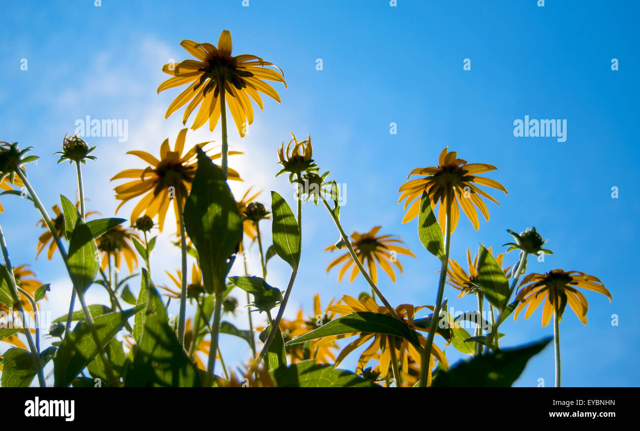 À œil noir, Susan fleurs jaunes dans jardin avec ciel bleu et soleil Banque D'Images