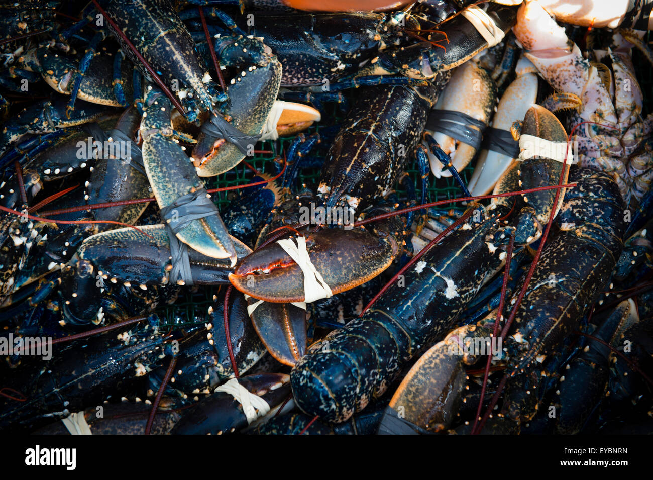 Un panier de produits frais et fraîchement pêché le homard de la Baie de  Cardigan au débarquement, au Pays de Galles UK Photo Stock - Alamy
