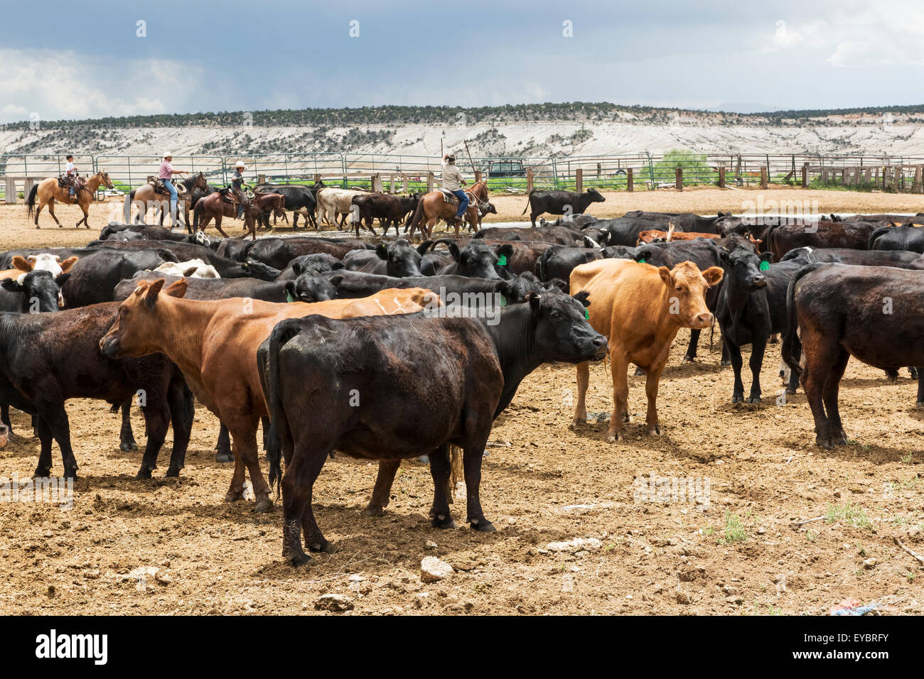 Ranch de bétail et les cow-boys, de l'Utah Banque D'Images