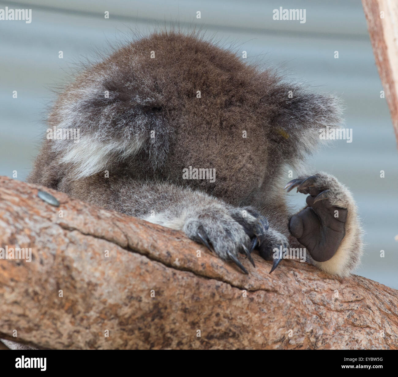 (Tidbinbilla Nature Reserve, Australie---15 mars 2014) Une captive Le Koala (Phascolarctos cinereus) met sa tête sur Banque D'Images