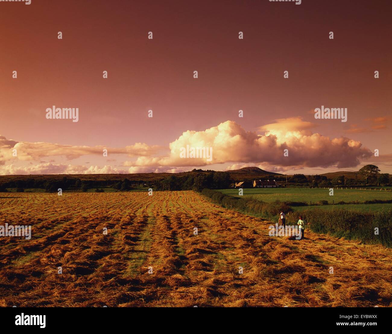 Co fermanagh, Irlande du Nord ; les hommes dans le champ de foin Banque D'Images