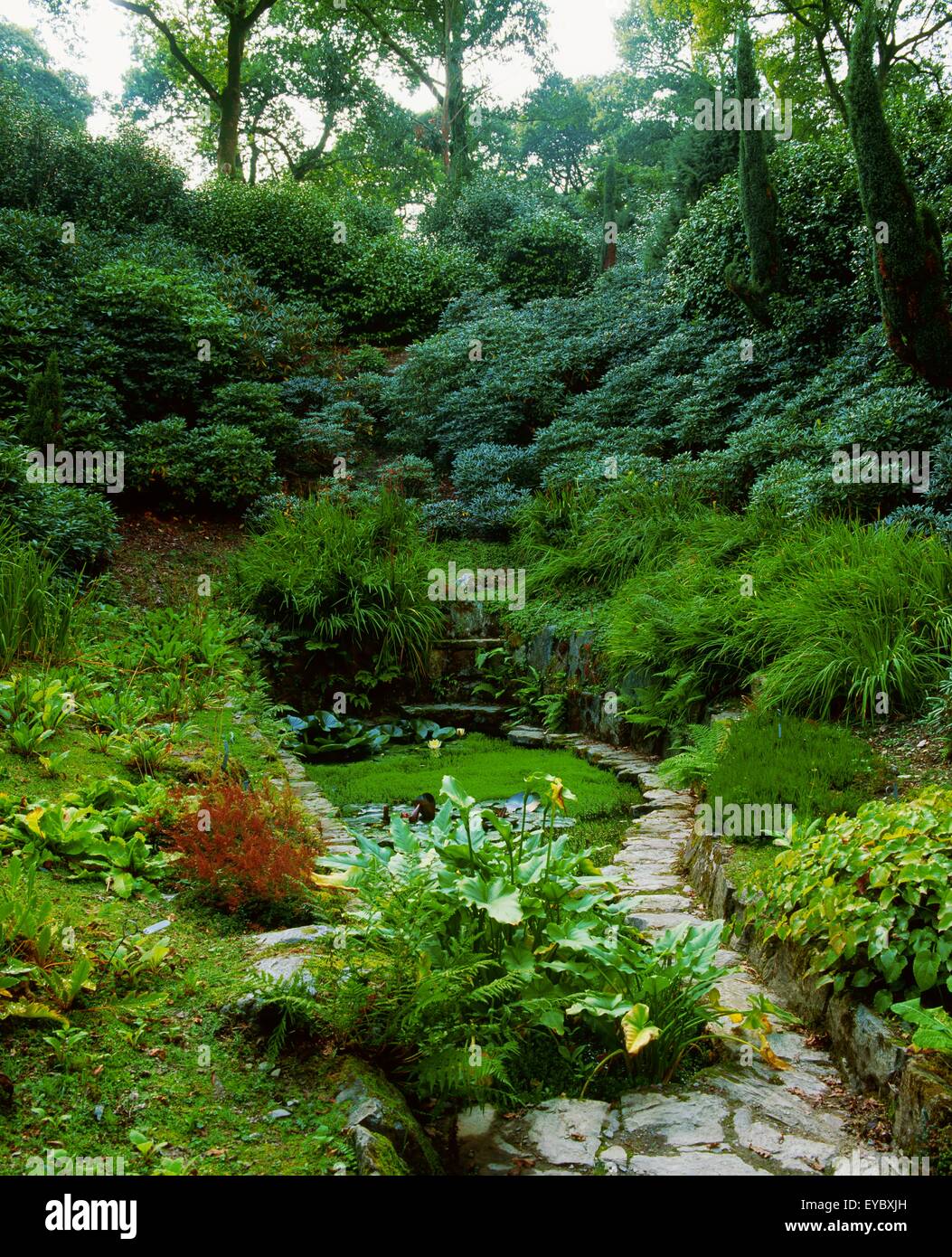 Mount Congreve Gardens, Co Waterford, Irlande ; Rhododendron Yakushimanum Banque D'Images