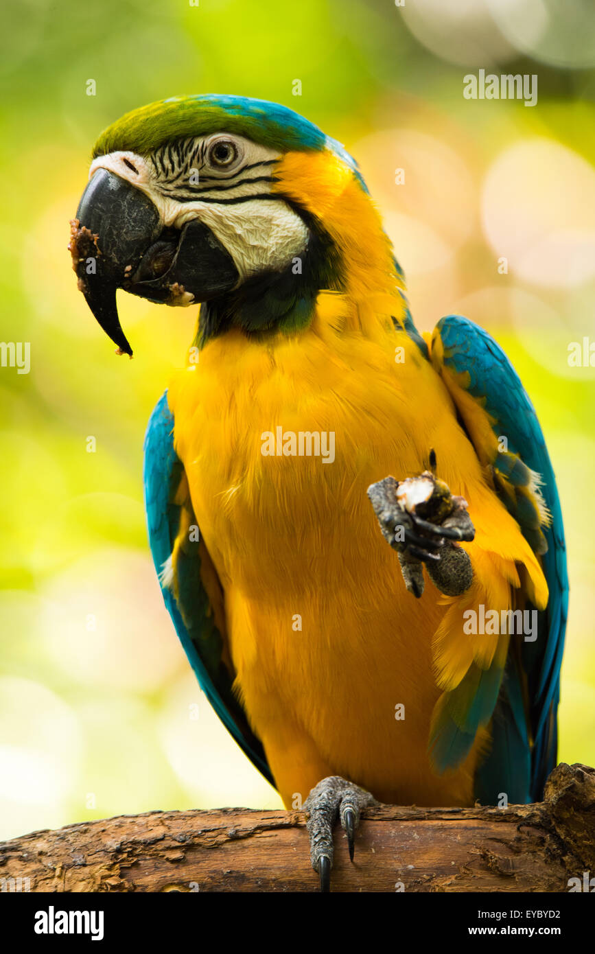 Un bleu-et-jaune Macaw eating. Photo prise au Costa Rica Banque D'Images