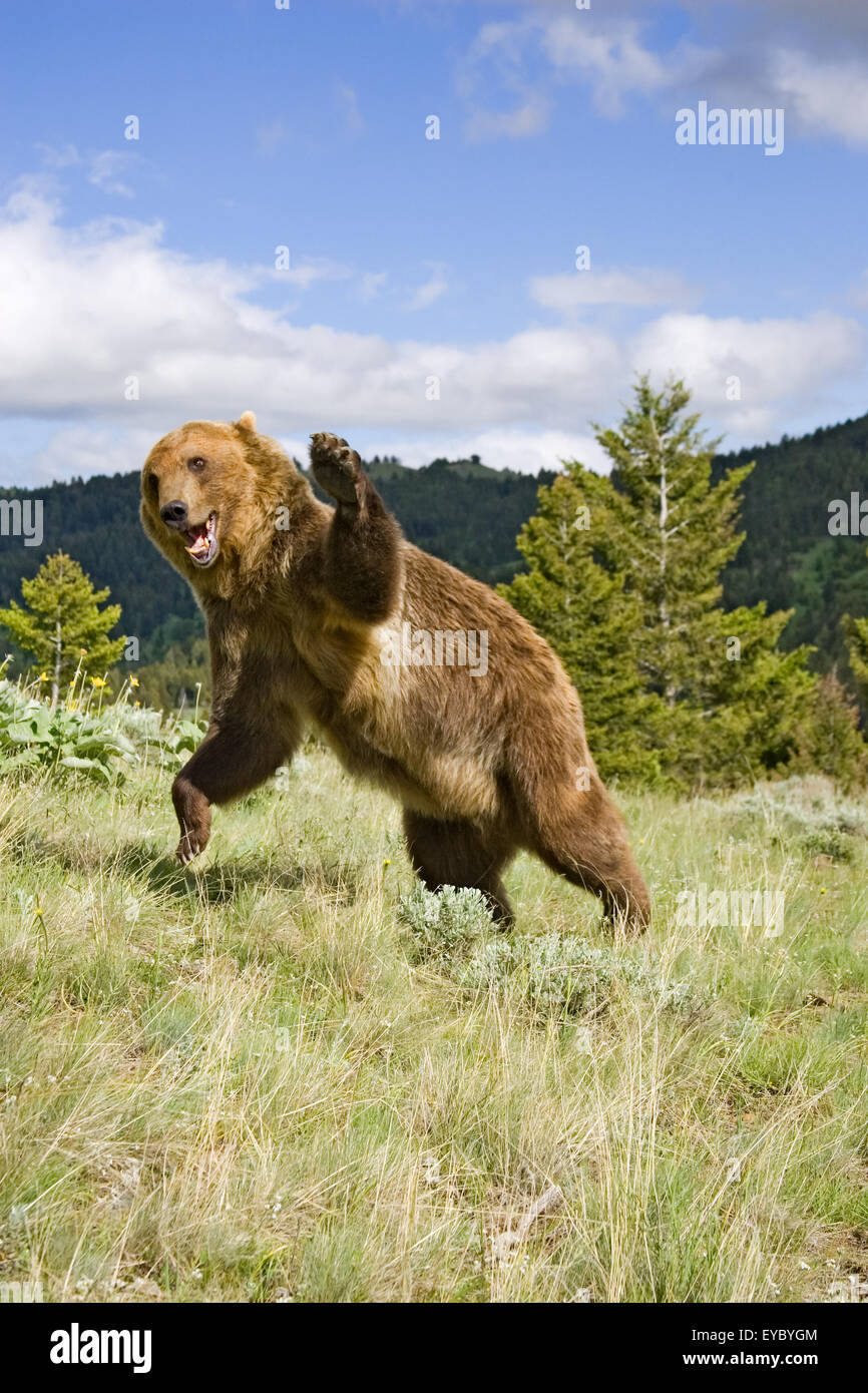 La charge de l'ours grizzli mâle adulte / combattre, avec pattes, jusqu'à Bozeman, Montana, USA. Il s'agit d'un animal en captivité. Banque D'Images