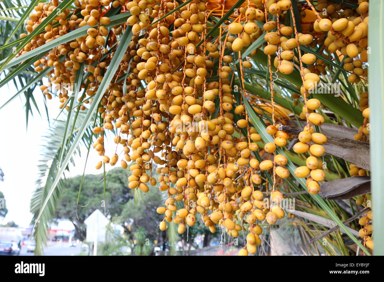 Butia capitata ou également connu sous le nom de palm tree fruits sur Pindo Banque D'Images