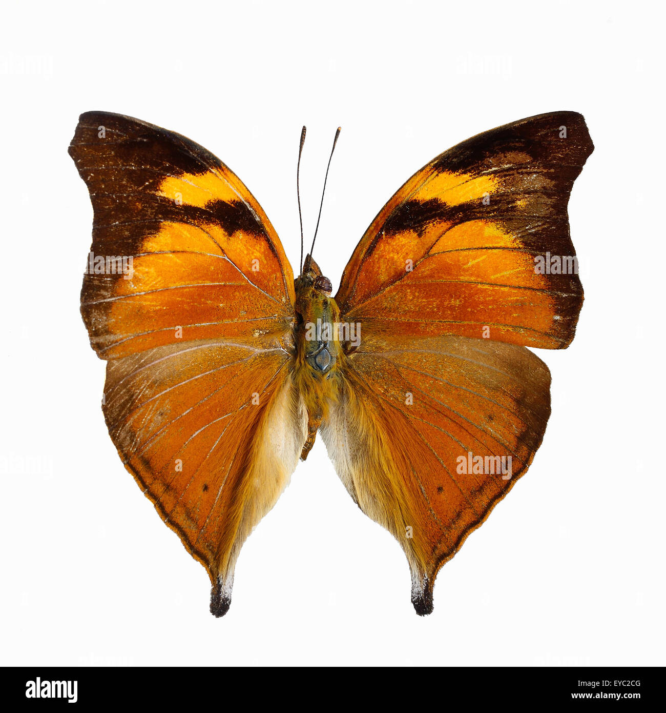 Papillon Orange, feuille d'automne butterfly, butterfly (Doleschallia bisaltide Nymphalid), isolé sur fond blanc Banque D'Images