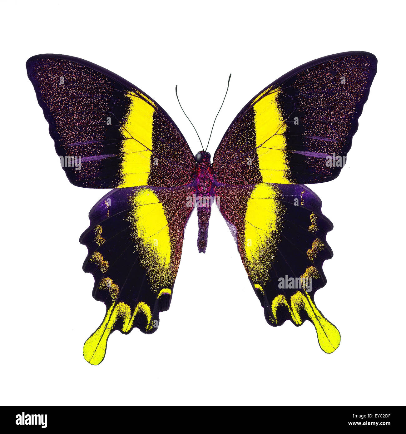 Beau papillon jaune, vert majestueux Papilio blumei) dans fantaisie profil de couleur, isolé sur fond blanc Banque D'Images