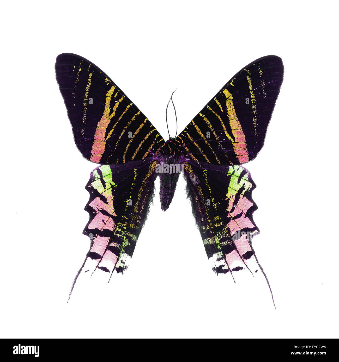Belle journée, papillon lépidoptère (Urania leilus) dans fantaisie profil de couleur, isolé sur fond blanc Banque D'Images
