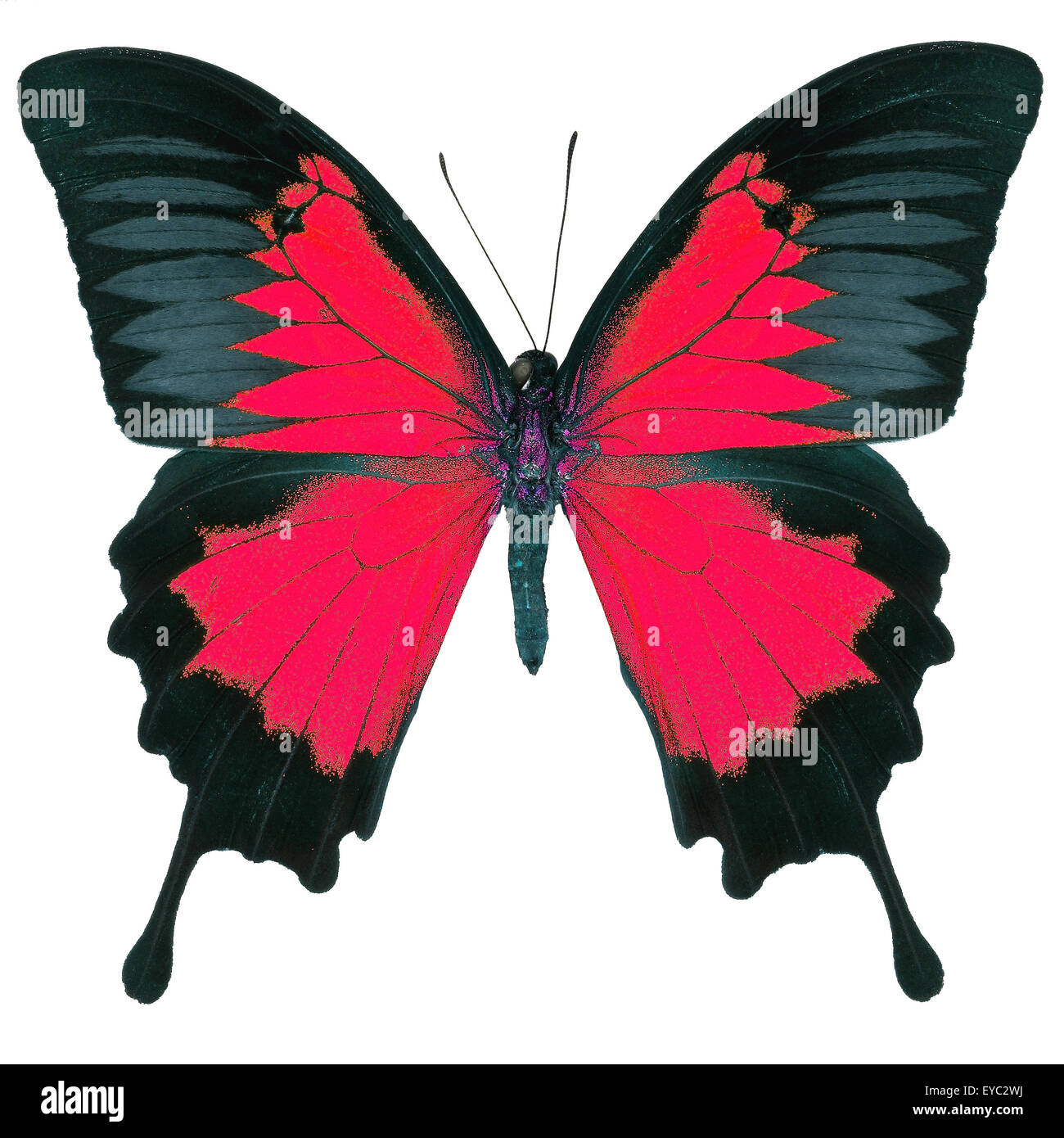 Beau papillon rouge, bleu, bleu de la montagne de l'empereur (Papilio ulysses) dans fantaisie profil de couleur, isolé sur fond blanc Banque D'Images
