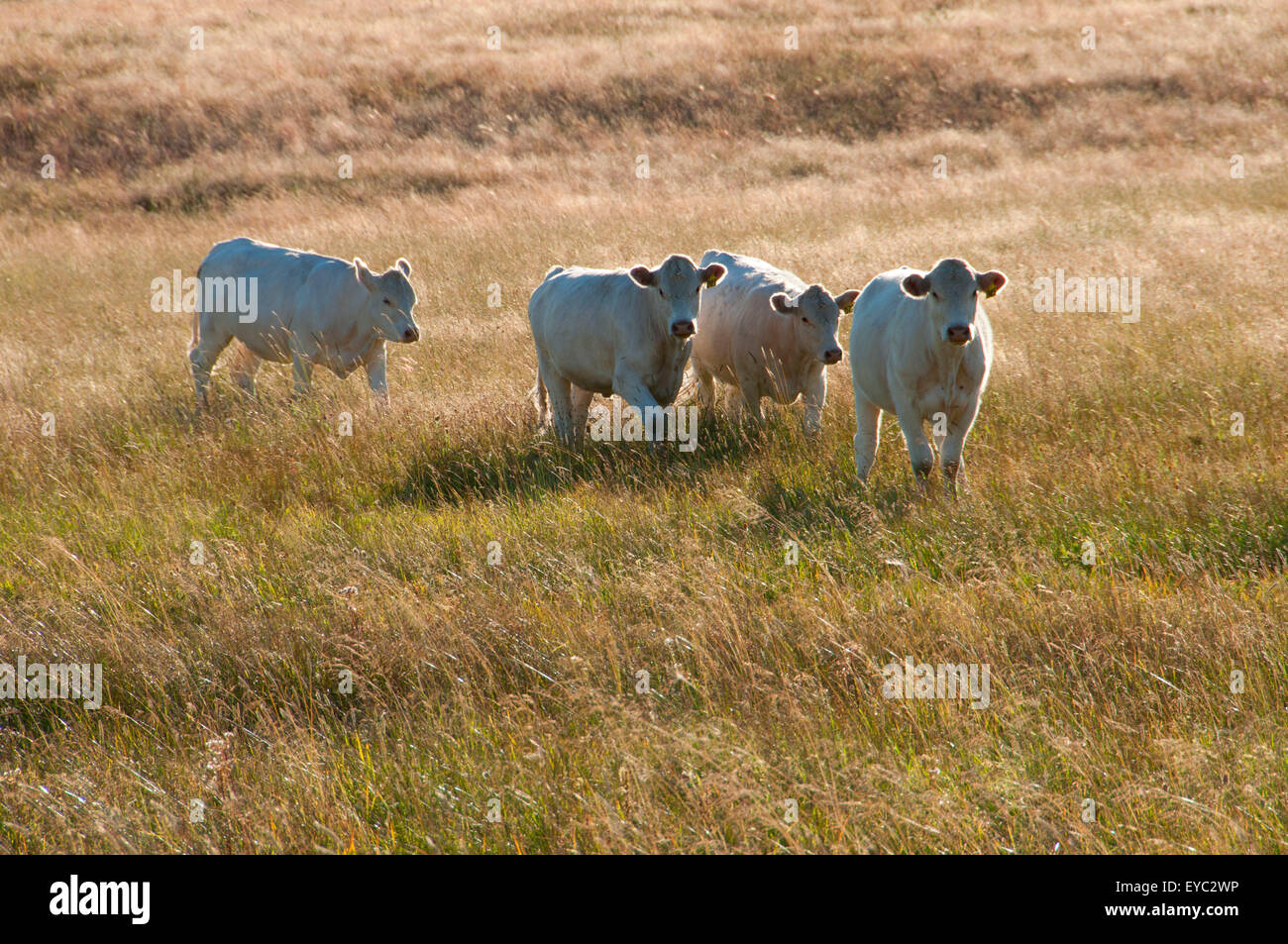 Le bétail de Camas Prairie, Blue Mountain National Scenic Byway, forêt nationale d'Umatilla, Oregon Banque D'Images