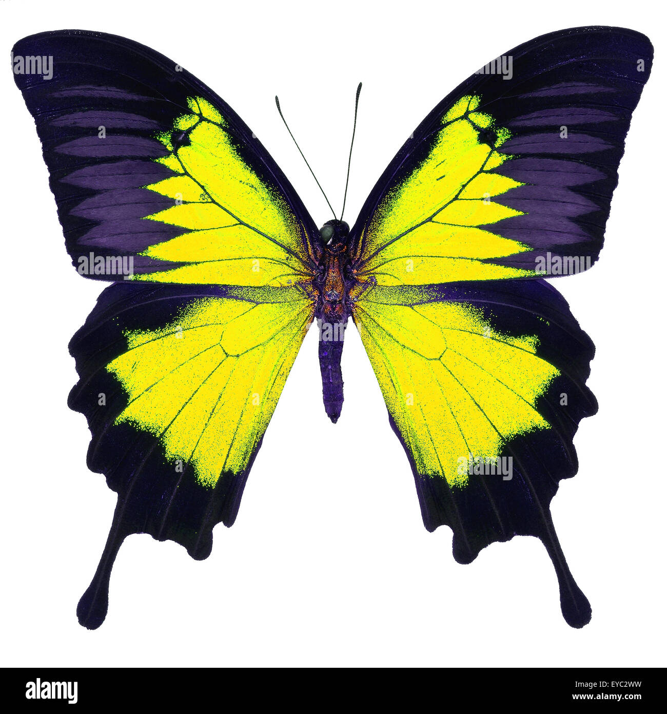 Beau papillon jaune, bleu, bleu de la montagne de l'empereur (Papilio ulysses) dans fantaisie profil de couleur, isolé sur fond blanc Banque D'Images