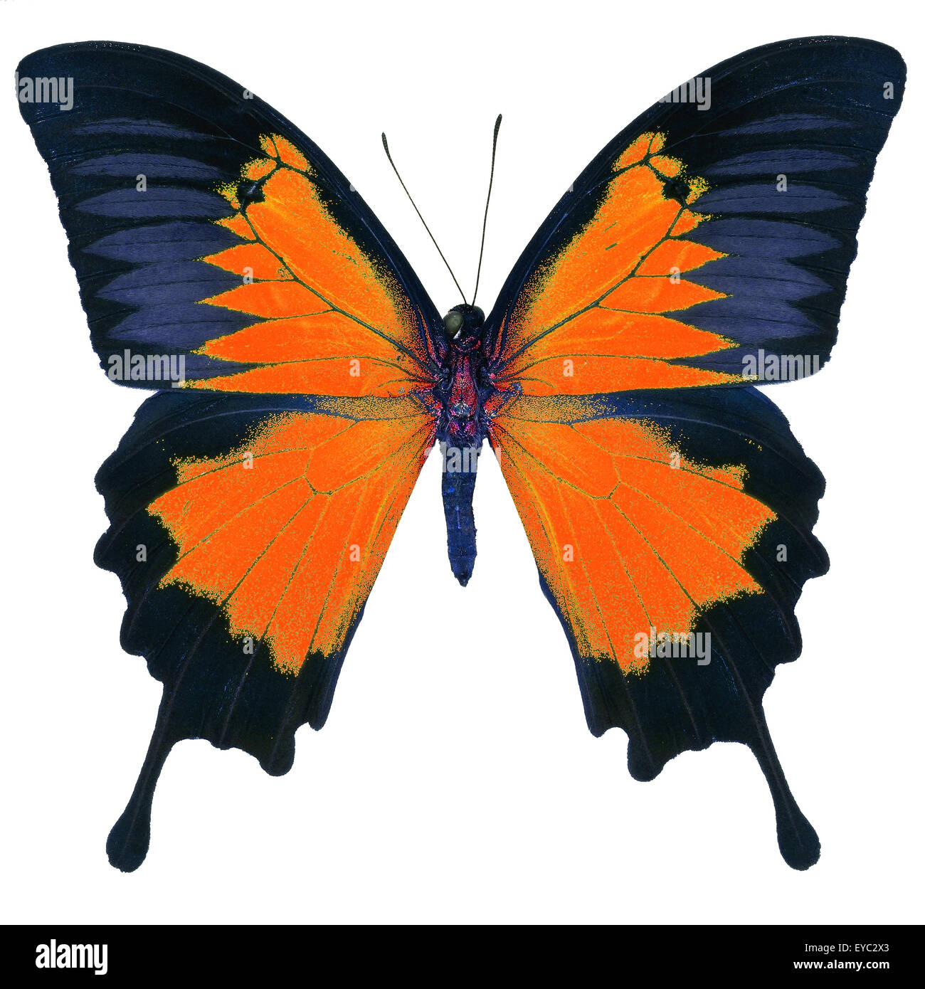 Beau papillon orange, bleu empereur, Mountain bleu (Papilio ulysses) dans fantaisie profil de couleur, isolé sur fond blanc Banque D'Images