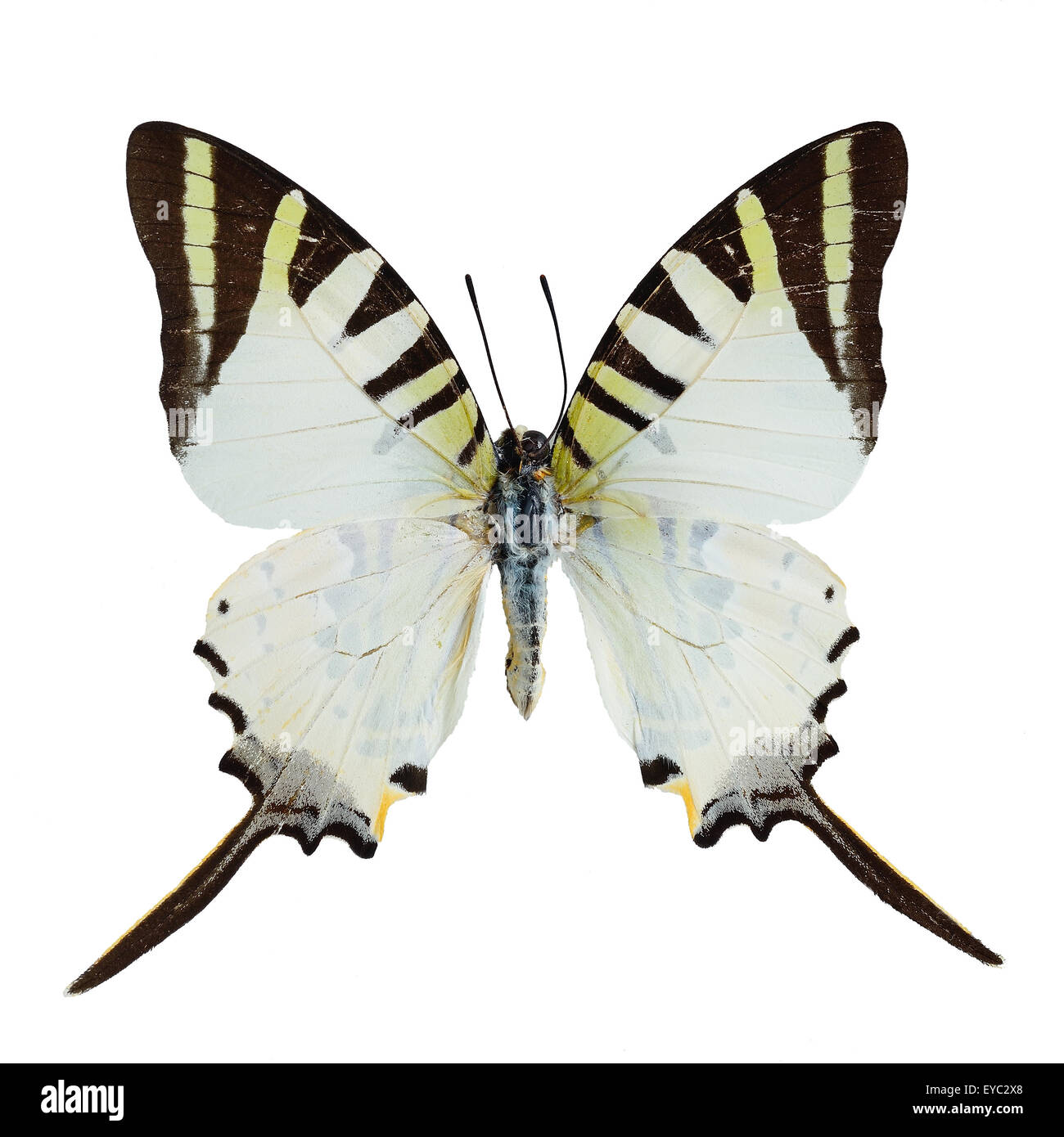 Papillon jaune, cinq porte-épée Bar butterfly (Graphium antiplates), isolé sur fond blanc Banque D'Images