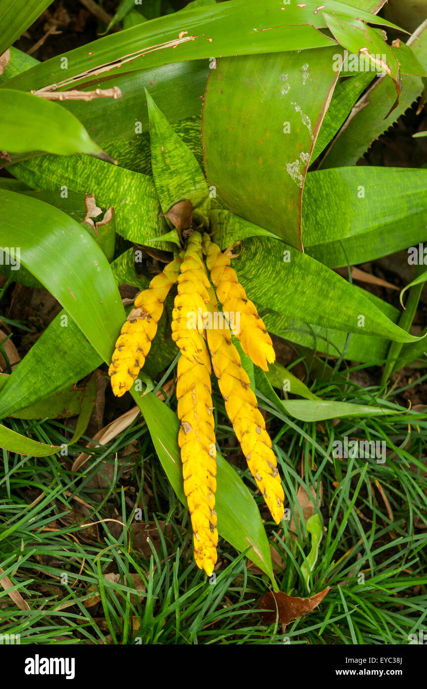 Ospinae Vriesea Bromelia, Monteverde, Costa Rica Banque D'Images