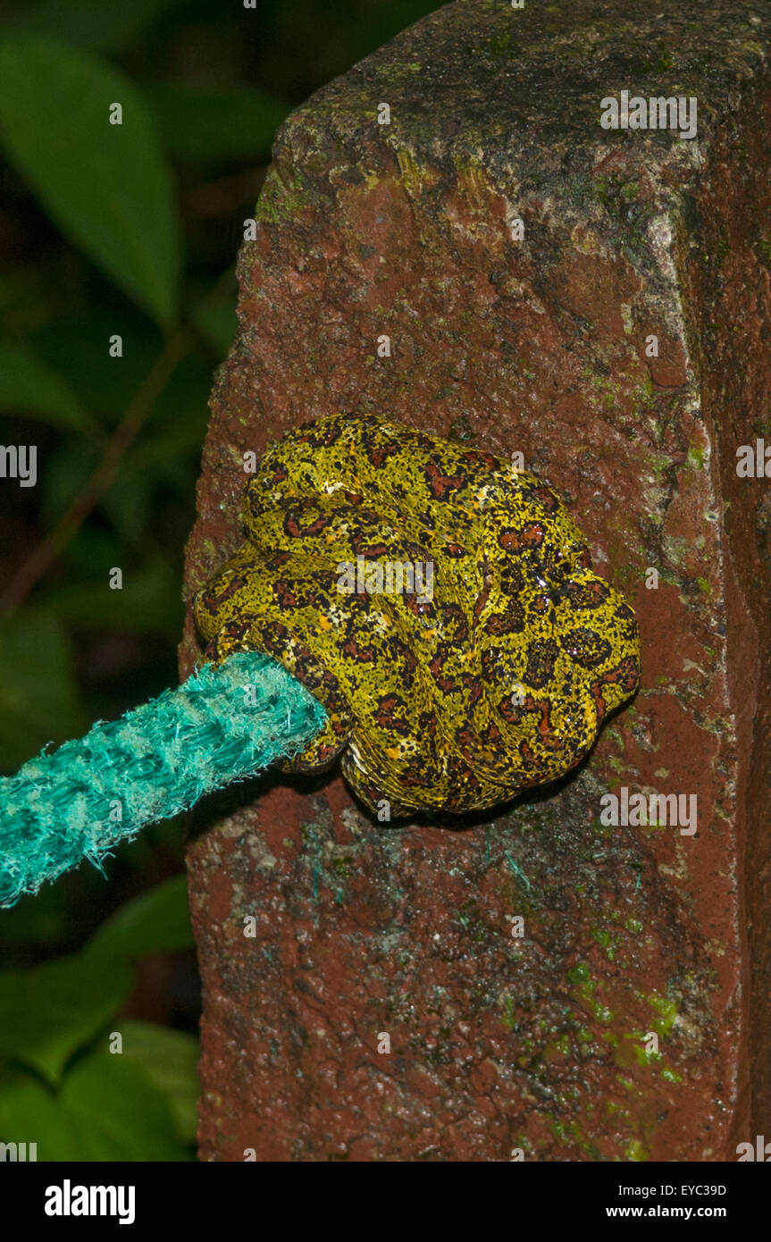 Bothriechis schlegelii, Eyelash Pit Viper sur corde, Arenal, Costa Rica Banque D'Images