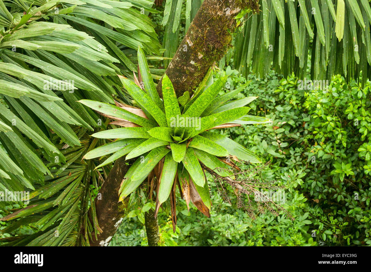 Le bromélia dans Rainforest Canopy, Arenal, Costa Rica Banque D'Images