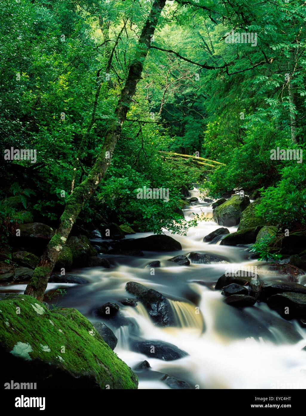 Rivière Owengarriff, le Parc National de Killarney, comté de Kerry, Irlande ; River Scenic Banque D'Images