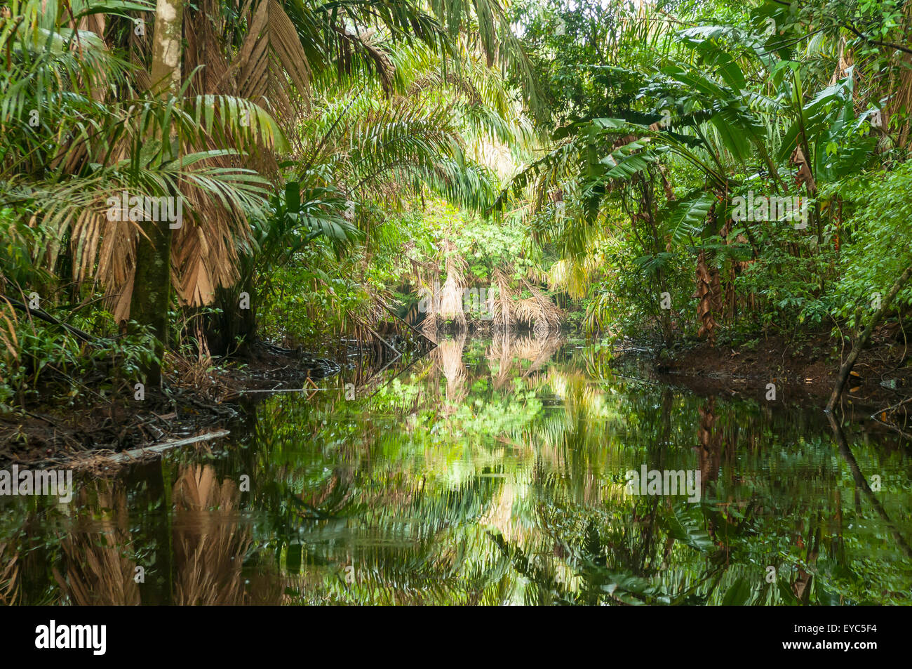 Réflexions du Canal, Tortuguero, Costa Rica Banque D'Images