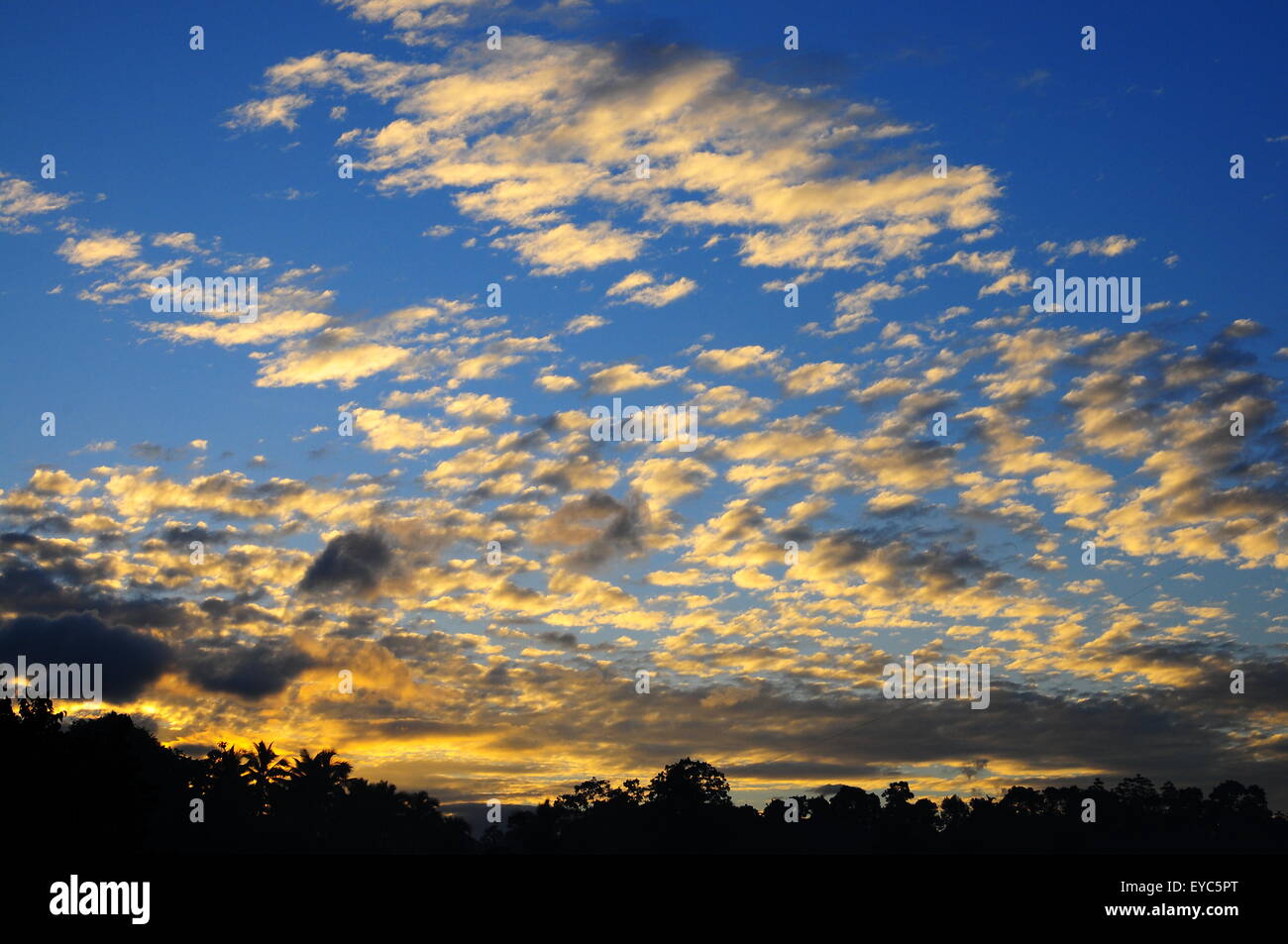 Ciel du matin et Jungle, Kandy, Sri Lanka, Asie Banque D'Images
