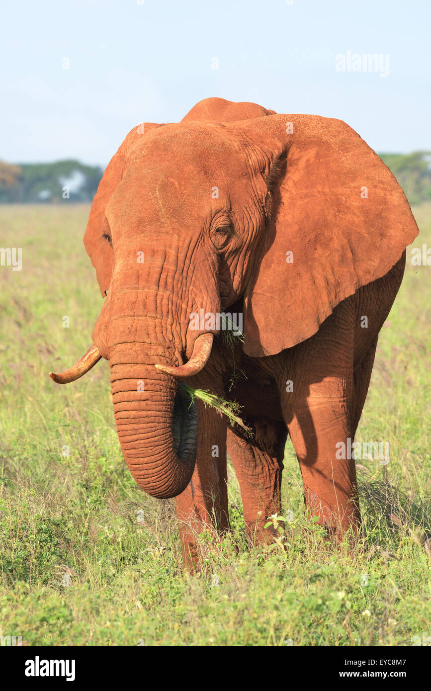 Bull d'éléphants d'Afrique (Loxodonta africana) dans la lumière du matin, de couleur rouge par terre, Kenya, Tsavo Ouest Banque D'Images