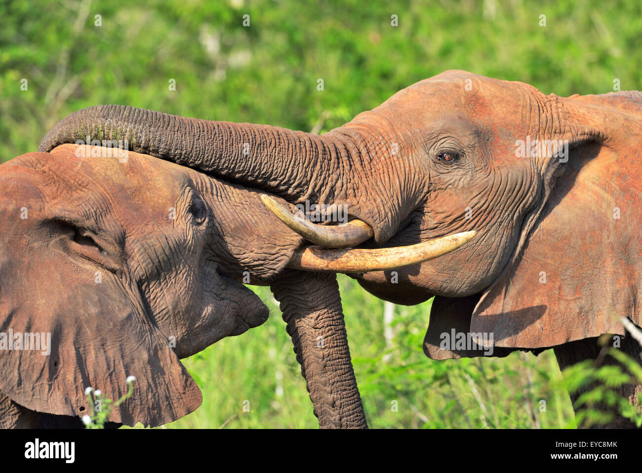 Combats de taureaux de l'Eléphant d'Afrique (Loxodonta africana), Kenya, Tsavo Ouest Banque D'Images