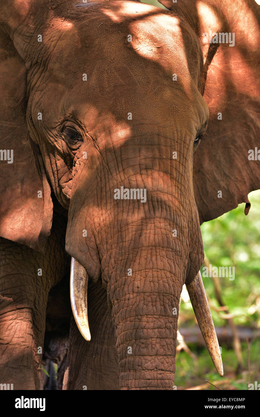 L'éléphant africain (Loxodonta africana), colorés par terre rouge, Kenya, Tsavo Ouest Banque D'Images