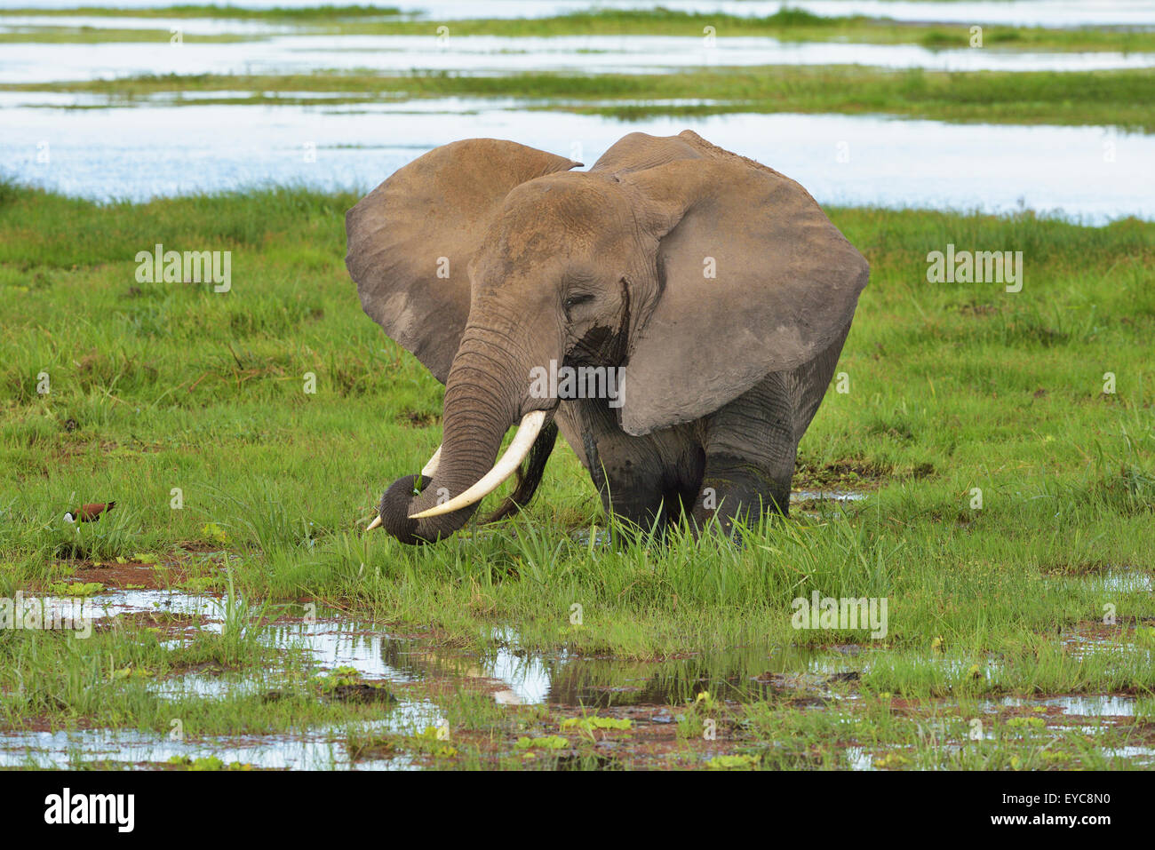Bush africain elephant (Loxodonta africana), debout dans le marais et mange de l'herbe, Parc National d'Amboseli, Kenya Banque D'Images