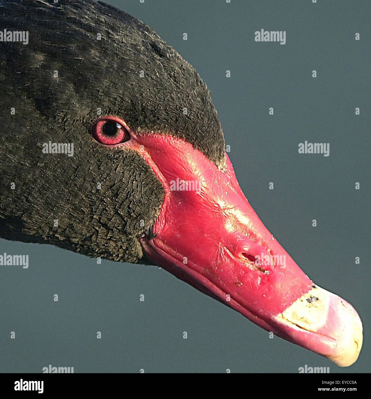 Les yeux des oiseaux des yeux différents pour différentes vues du monde. Banque D'Images Les yeux des oiseaux des yeux différents pour différentes vues du monde. Banque D'Images