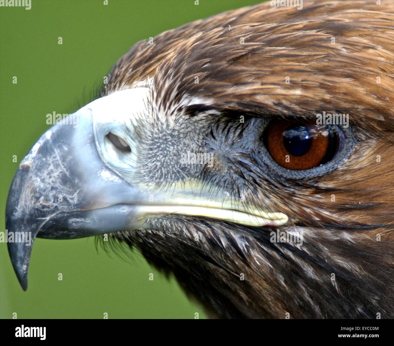 Les yeux des oiseaux des yeux différents pour différentes vues du monde. Banque D'Images