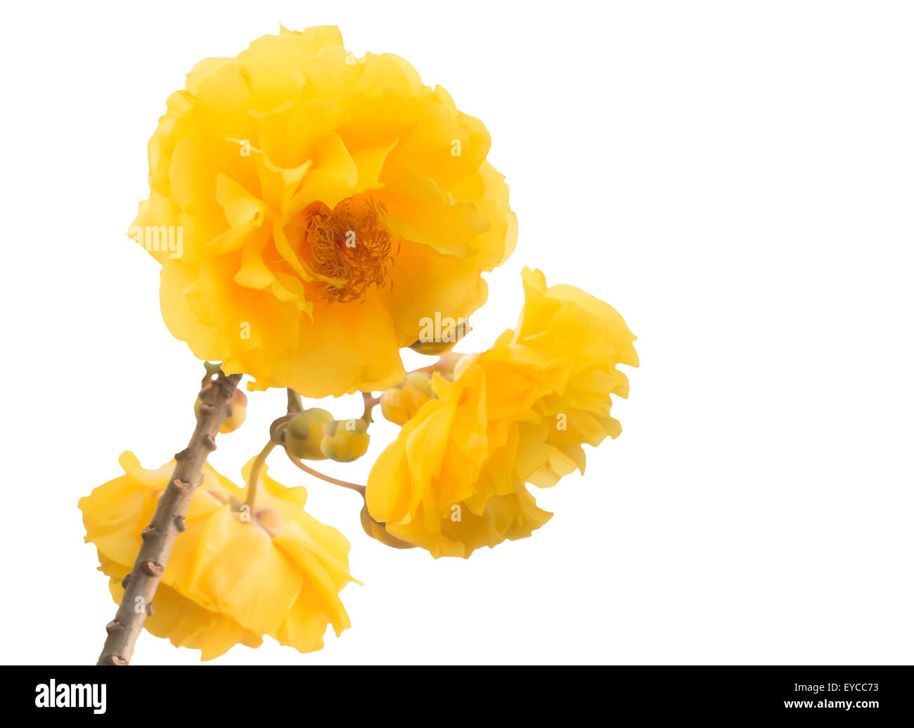 Fleur jaune en Asie que nous appelons arbre coton ou soie jaune cotton tree avec isolated on white Banque D'Images