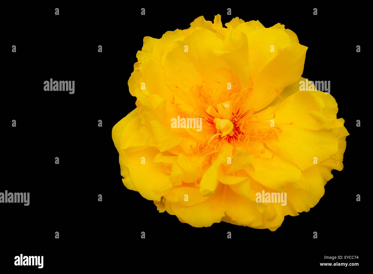 Fleur jaune en Asie que nous appelons en coton ou soie jaune arbre arbre isolé avec du coton sur noir. Banque D'Images