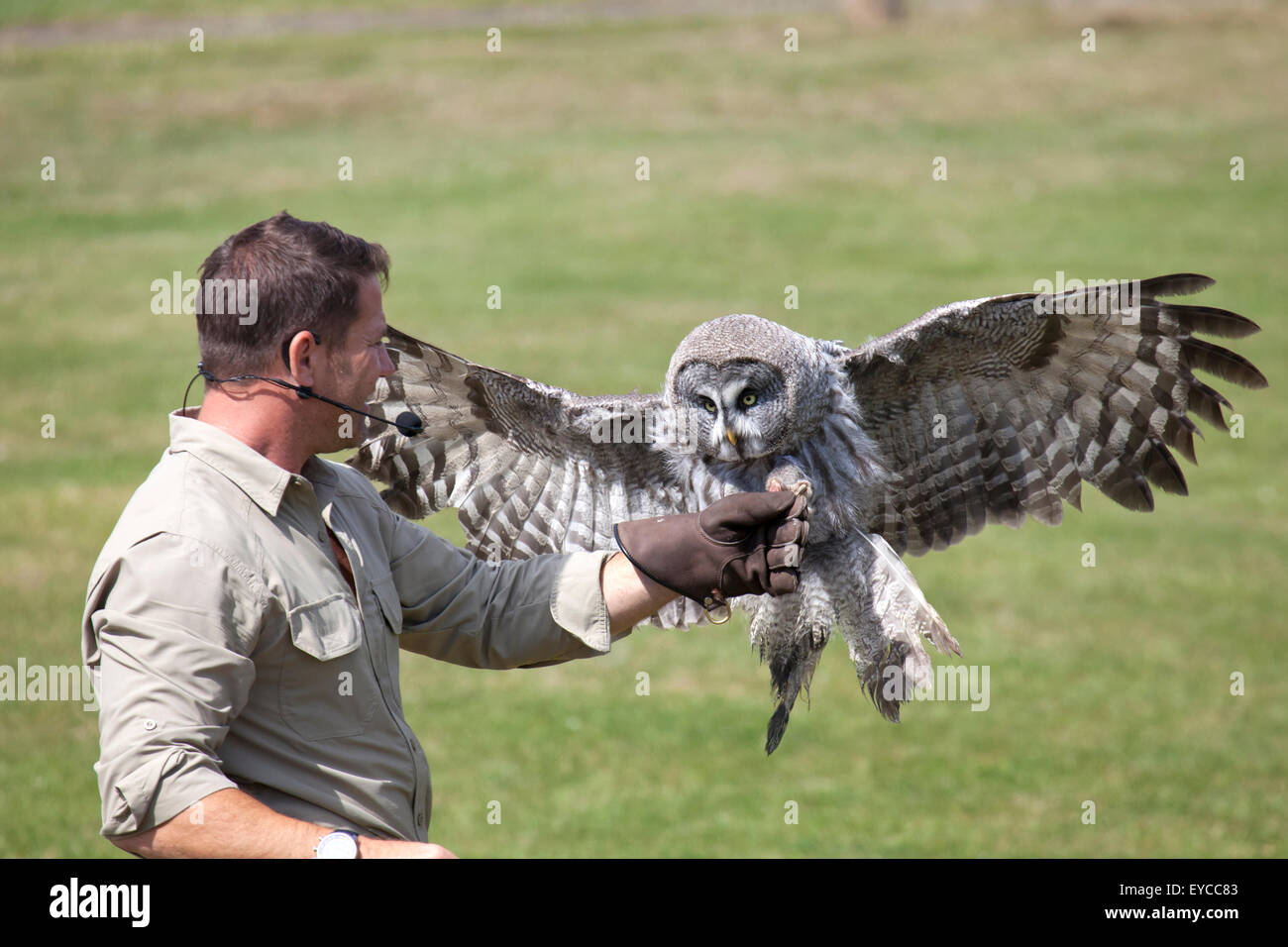 Hertfordshire, Angleterre, vers juillet 2015, Steve Backshall, naturaliste et présentateur à la faune La faune live show avec un grand Banque D'Images