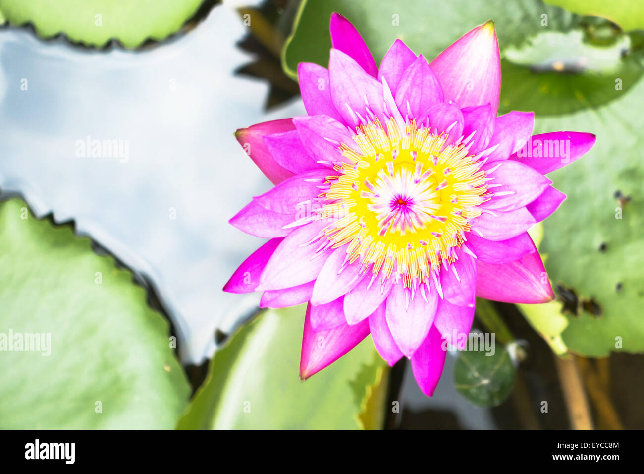 Lotus est water lily qui peuvent utiliser pour la médecine alternative et jardin d'ornement. Banque D'Images