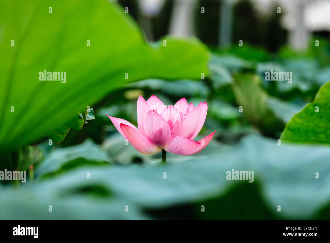 Lotus dans l'étang à Hanoi, Vietnam Banque D'Images