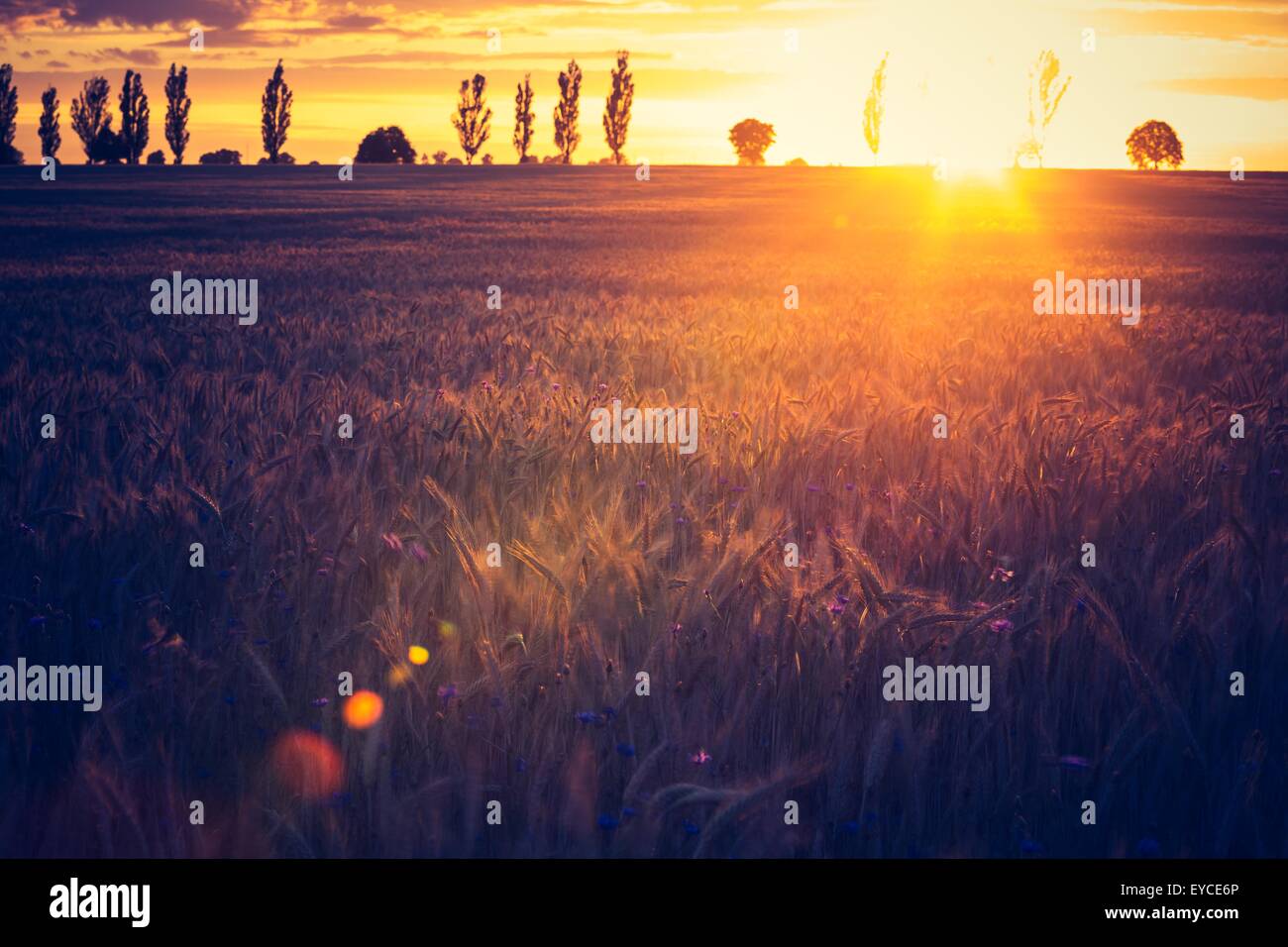 Vintage photo de coucher de soleil sur champ de maïs à l'été. Beaux épis de maïs cultivés en champ d'été au coucher du soleil. Banque D'Images