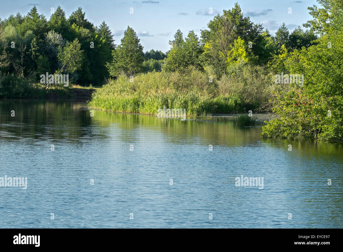 Rivière dans la forêt de feuillus Banque D'Images