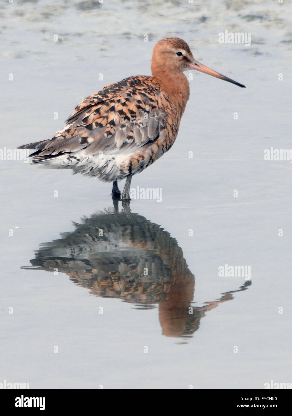 Barge à queue noire au Havre, Hampshire Titchfield Banque D'Images