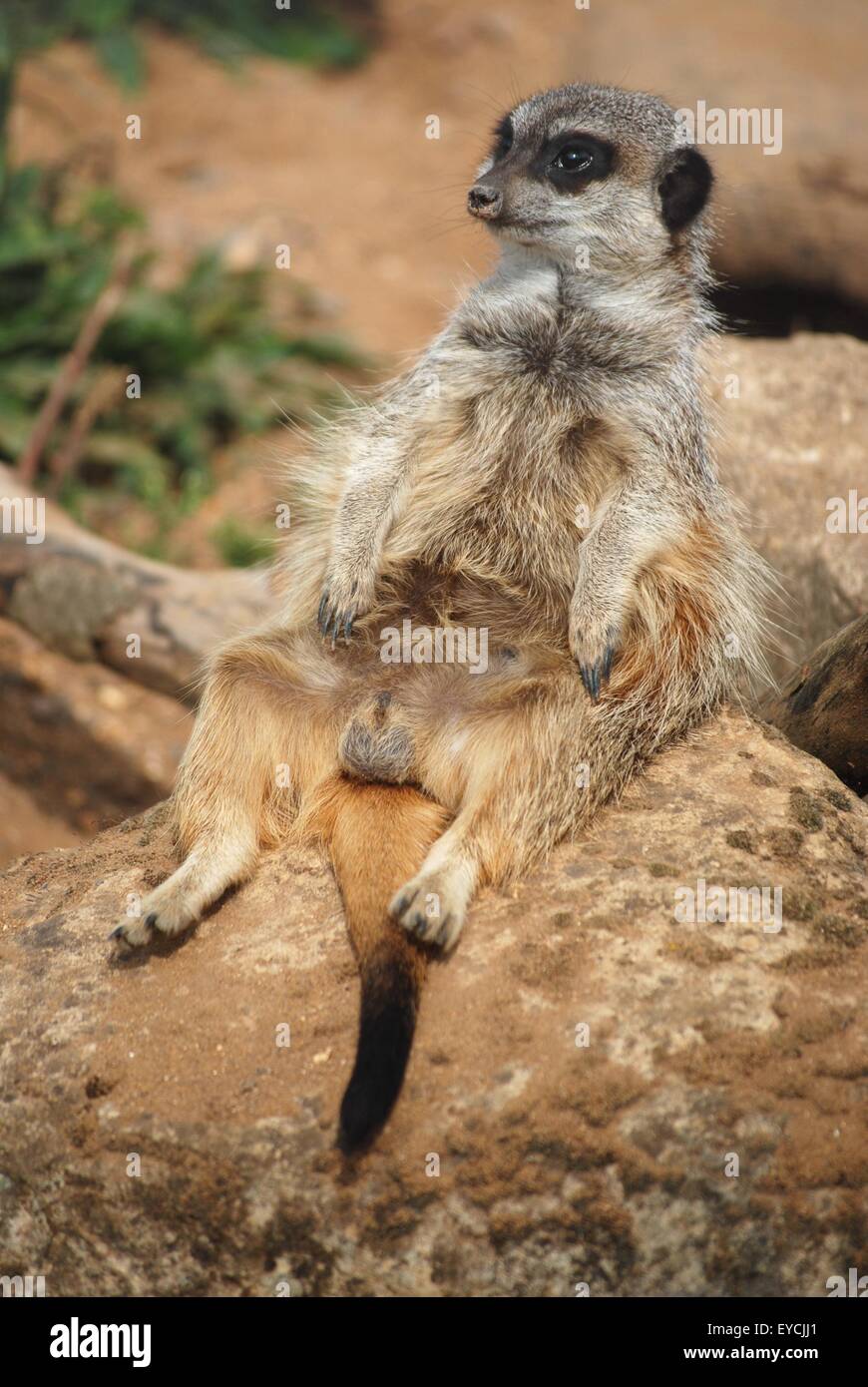 Meerkat au zoo de Marwell, décontracté et relaxant Banque D'Images