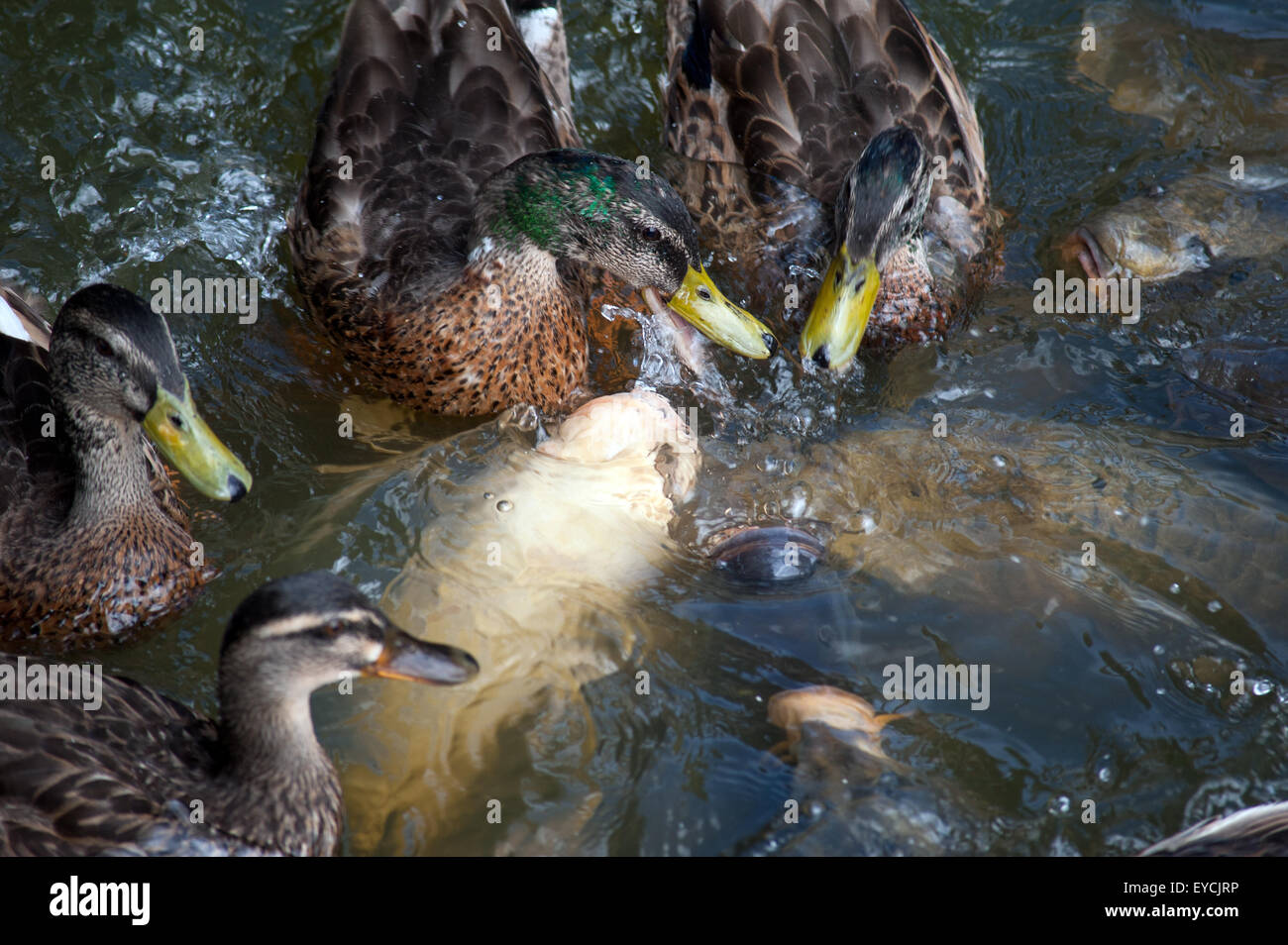 Carpes koï dans les douves au Château de Bodiam Sussex Banque D'Images