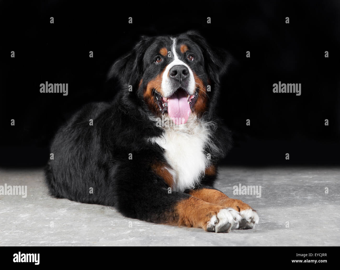 Bernois couché dans le studio sur un fond noir Banque D'Images