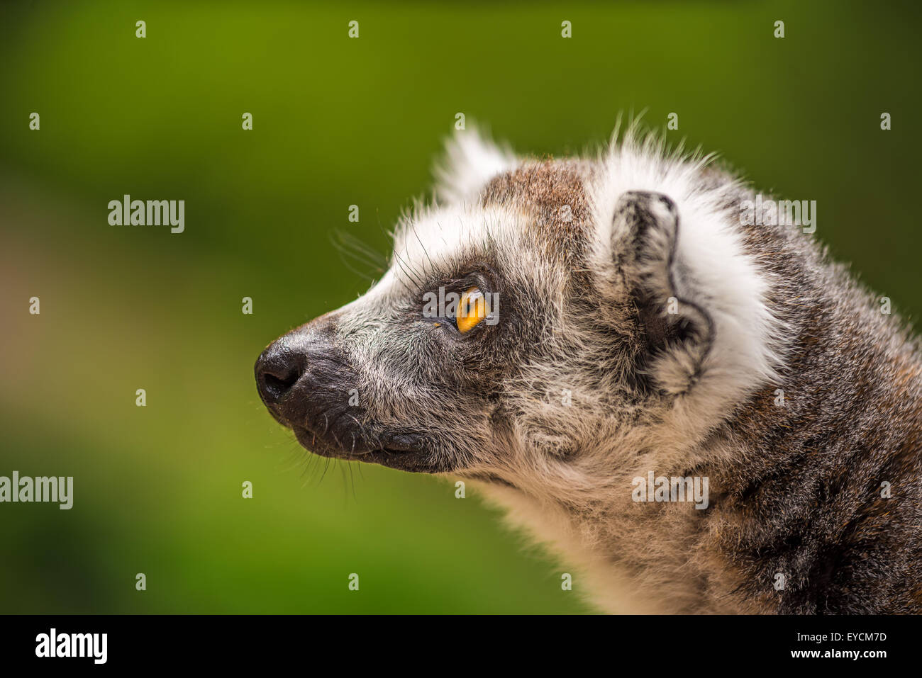 Portrait de profil Untitled Document (Lemur catta) Banque D'Images