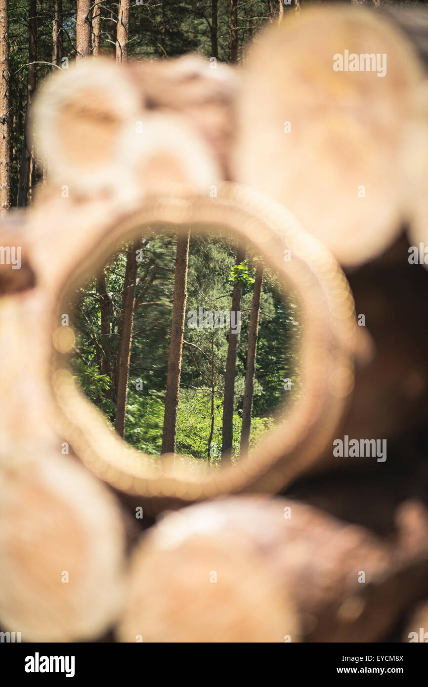 Image miroir d'arbres dans les bois Banque D'Images
